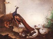 Jakob Bogdani Peacock with Geese and Hen oil painting reproduction